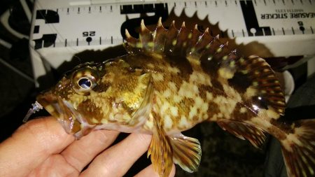 低潮位での釣行